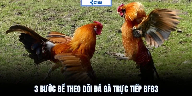 3 bước để theo dõi đá gà trực tiếp bfg3