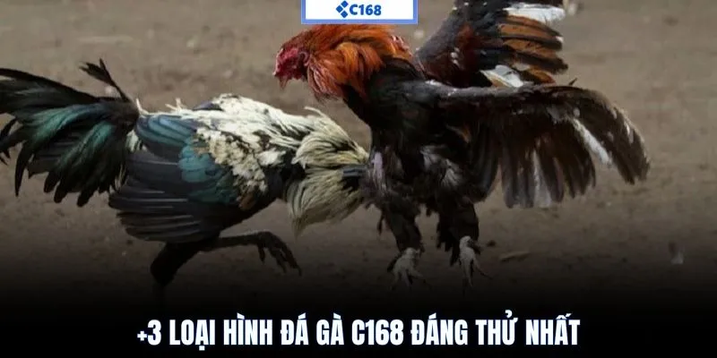 +3 loại hình đá gà C168 đáng thử nhất