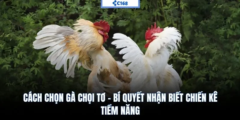 Cách chọn gà chọi tơ C168