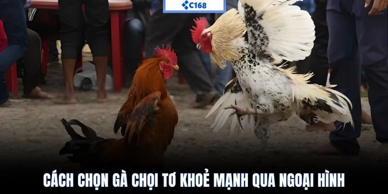 Cách chọn gà chọi tơ qua loại hình giống