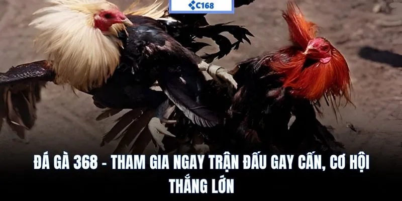 Đá gà 368 C168