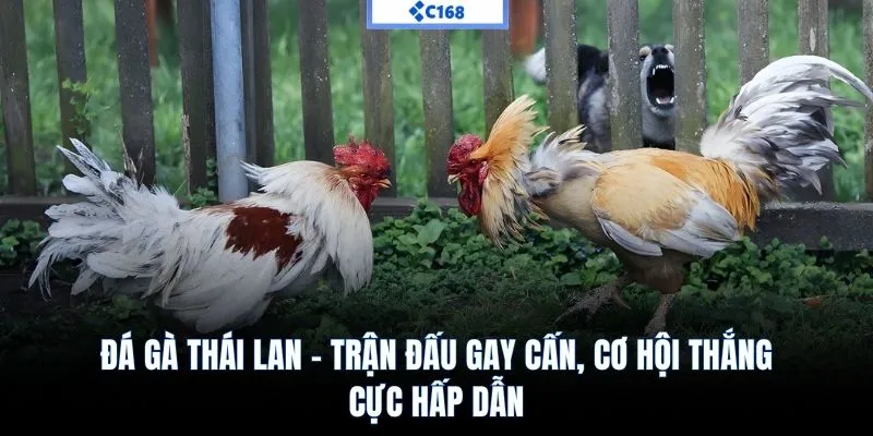 Đá gà thái lan C168