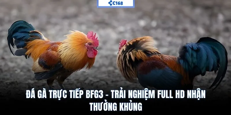 Đá gà trực tiếp BFG3