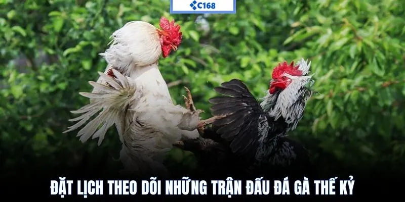 Đặt lịch theo dõi những trận đấu đá gà thế kỷ