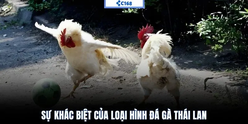 Sự khác biệt của loại hình đá gà thái lan