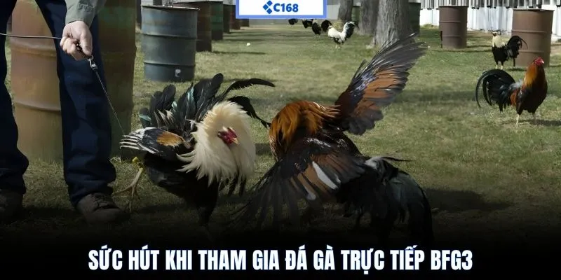 Sức hút khi tham gia đá gà trực tiếp bfg3