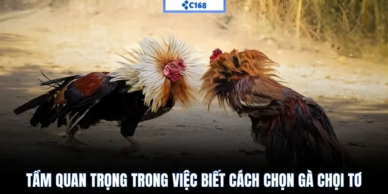 Tầm quan trọng trong việc biết cách chọn gà chọi tơ