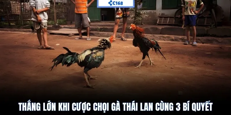 Thắng lớn khi cược chọi gà thái lan cùng 3 bí quyết